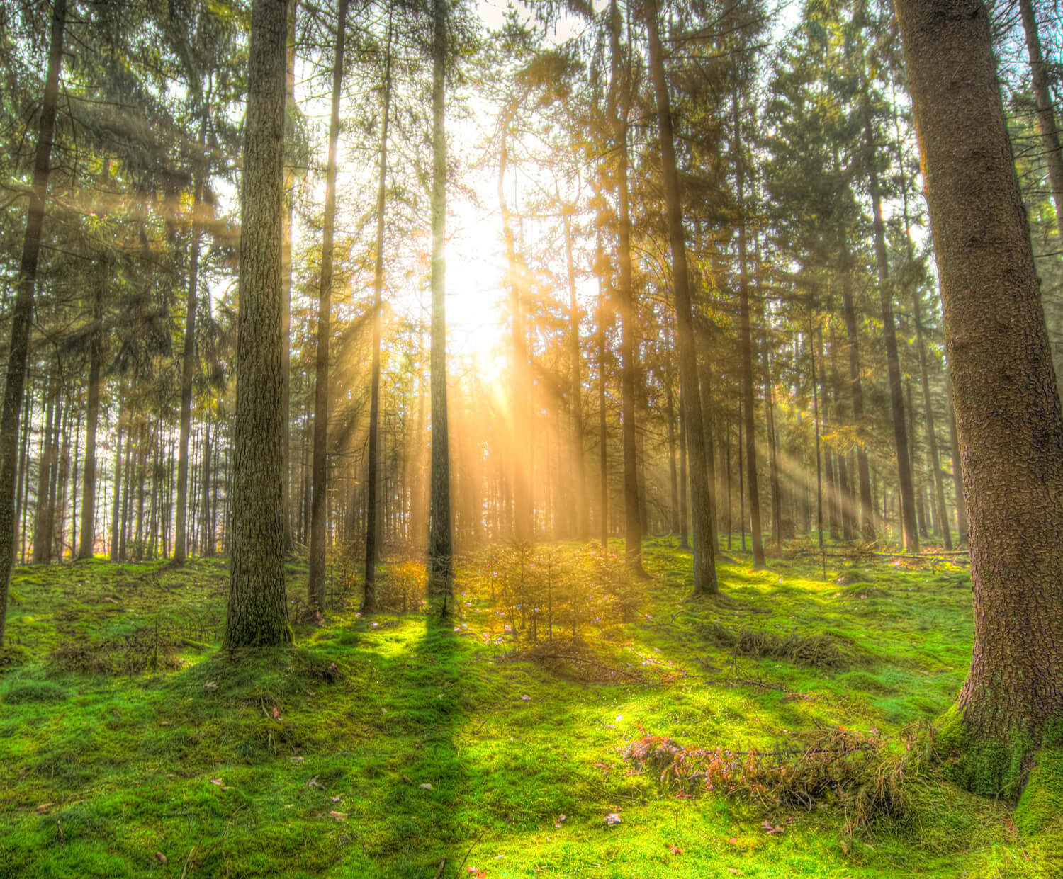 Environmental law